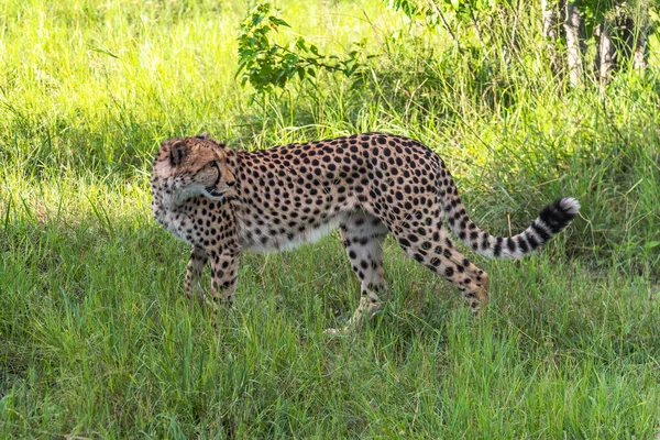 Cheetah Cammina Attraverso Erba Lunga Nella Savana Acinonyx Jubatus — Foto Stock