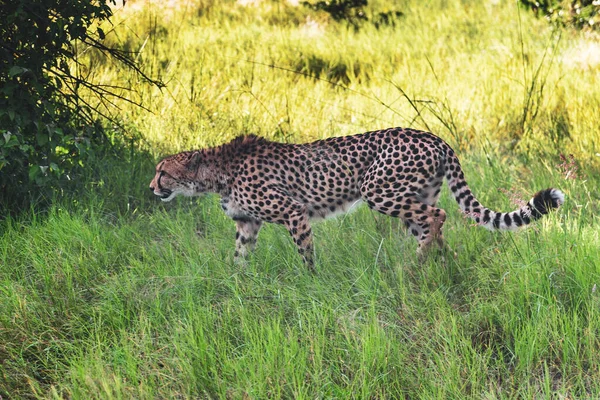 Cheetah Περπατά Μέσα Από Μακρύ Γρασίδι Στη Σαβάνα Acinonyx Jubatus — Φωτογραφία Αρχείου