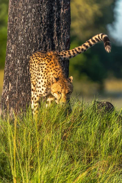 Гепард Ходит Длинной Траве Саванне Acinonyx Jubatus — стоковое фото