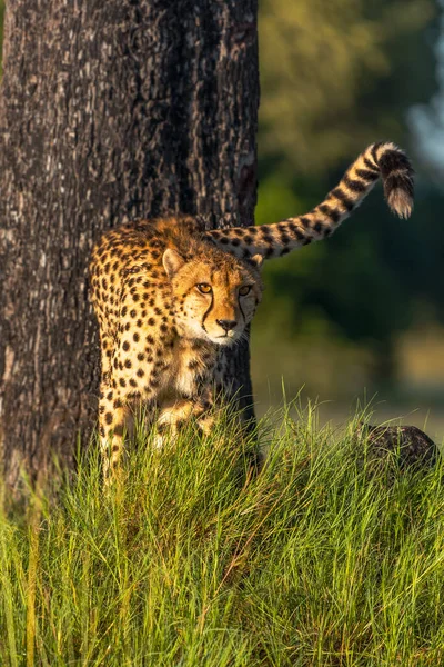 Gepard Spaceruje Długiej Trawie Sawannie Acinonyx Jubatus — Zdjęcie stockowe