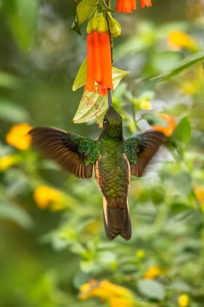 Green Blue Hummingbird Sparkling Violetear Flying Next Beautiful Yelow Flower — Stock Photo, Image