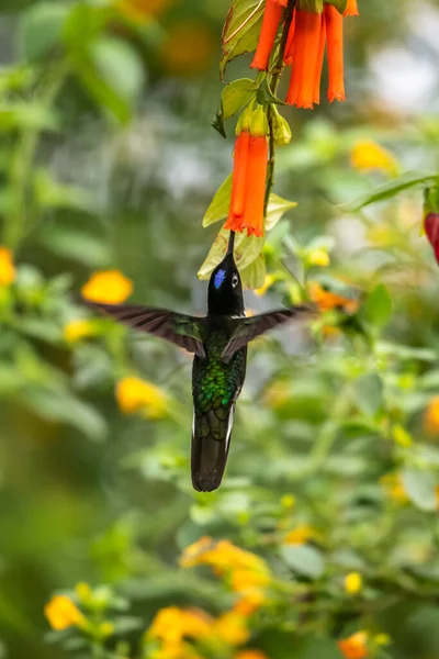 Groene Blauwe Kolibrie Sprankelende Violetraan Vliegen Naast Mooie Gele Bloem — Stockfoto