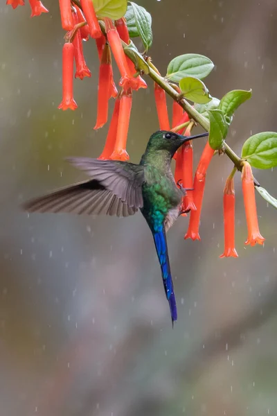 Beija Flor Verde Azul Espumante Violeta Voando Lado Bela Flor — Fotografia de Stock