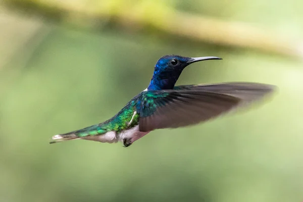 Colibrí Verde Azul Violeta Brillante Volando Junto Una Hermosa Flor — Foto de Stock