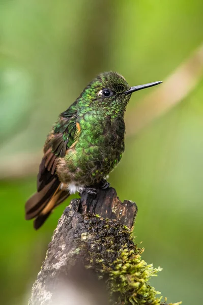 緑と青のハチドリ美しい黄色の花の横に飛んで火花スミレ エクアドルからの鳥 熱帯の山の森 自然からの野生動物のシーン 南アメリカでバードウォッチング — ストック写真