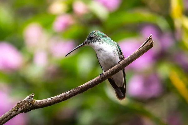 緑と青のハチドリ美しい黄色の花の横に飛んで火花スミレ エクアドルからの鳥 熱帯の山の森 自然からの野生動物のシーン 南アメリカでバードウォッチング — ストック写真