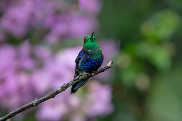 Green Blue Hummingbird Sparkling Violetear Flying Next Beautiful Yelow Flower — Stock Photo, Image