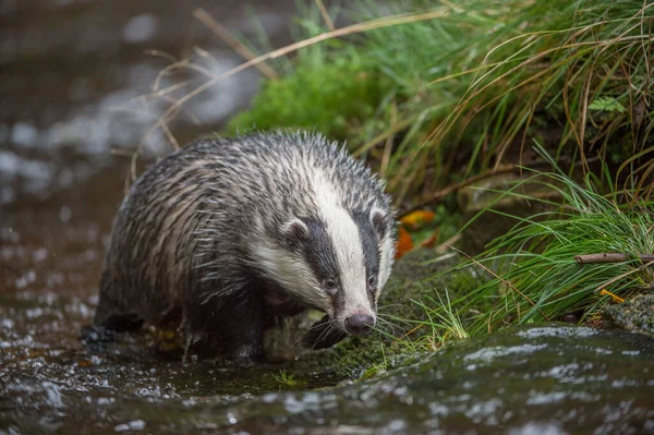 Badger Hutan Sungai Hutan Tandus Eropa Berenang Air Hewan Habitat — Stok Foto