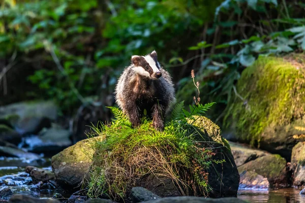 Badger in forest, animal in nature habitat, Germany, Europe.