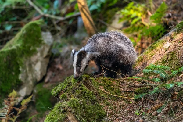 Blaireau Dans Forêt Animal Dans Habitat Naturel Allemagne Europe — Photo