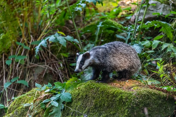 Dachs Wald Tier Lebensraum Natur Deutschland Europa — Stockfoto