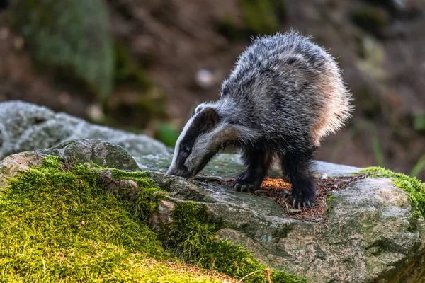 Badger Forest Animal Nature Habitat Alemanha Europa — Fotografia de Stock