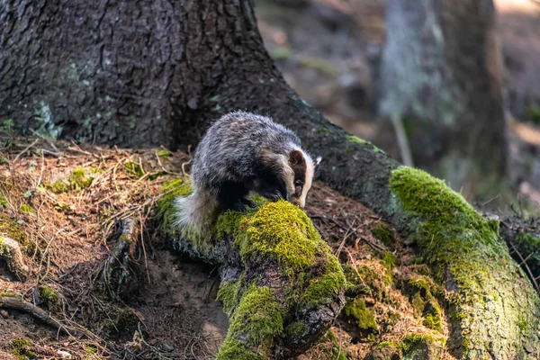 Badger Forest Animal Nature Habitat Alemanha Europa — Fotografia de Stock