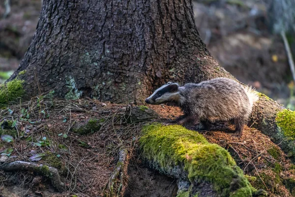 Jezevec Lese Zvíře Přírodním Prostředí Německo Evropa — Stock fotografie