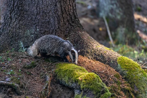 Jezevec Lese Zvíře Přírodním Prostředí Německo Evropa — Stock fotografie