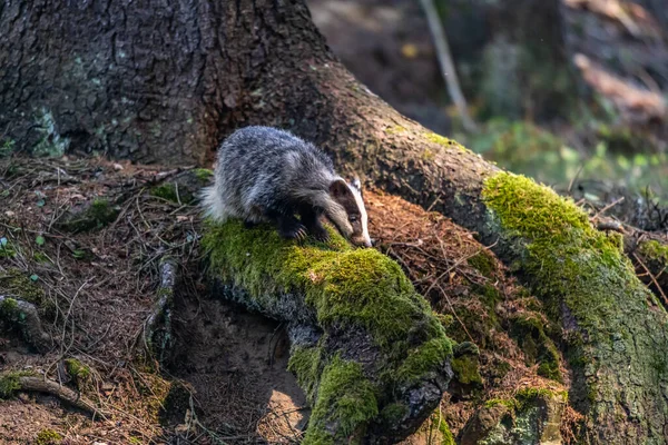 Jezevec Lese Zvíře Přírodním Prostředí Německo Evropa — Stock fotografie