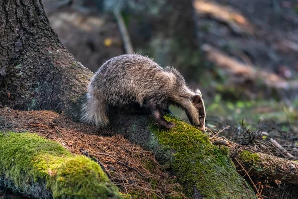 Tejón Bosque Animal Hábitat Natural Alemania Europa —  Fotos de Stock