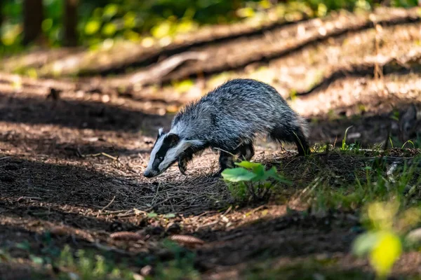 Jezevec Lese Zvíře Přírodním Prostředí Německo Evropa — Stock fotografie