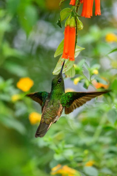 Green Blue Hummingbird Sparkling Violetear Flying Next Beautiful Yelow Flower — Stock Photo, Image