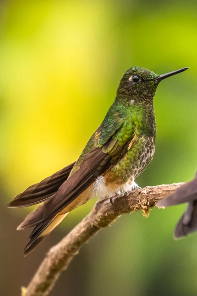 Colibrí Verde Azul Violeta Brillante Volando Junto Una Hermosa Flor — Foto de Stock