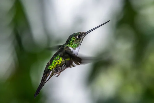 Colibrí Verde Azul Violeta Brillante Volando Junto Una Hermosa Flor — Foto de Stock