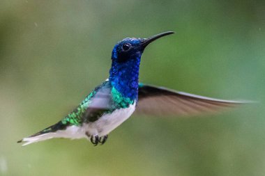 Yeşil ve mavi sinekkuşu, güzel sarı çiçeğin yanında uçuyor. Ekvador 'dan bir kuş, tropik dağ ormanı. Doğadan vahşi yaşam sahnesi. Güney Amerika 'da kuş izleme