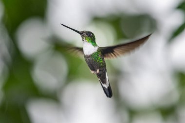Sinekkuşu (Trochilidae) Uçan taşlar costa rica panama