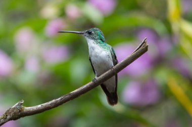 Sinekkuşu (Trochilidae) Uçan taşlar costa rica panama