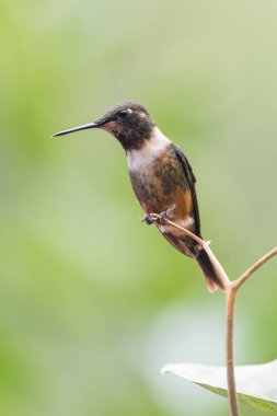 Sinekkuşu (Trochilidae) Uçan taşlar costa rica panama