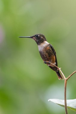 Sinekkuşu (Trochilidae) Uçan taşlar costa rica panama