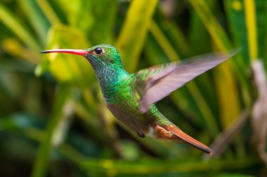 Sinekkuşu (Trochilidae) Uçan taşlar costa rica panama