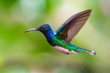 Sinekkuşu (Trochilidae) Uçan taşlar costa rica panama