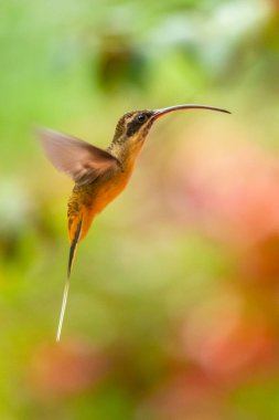 Sinekkuşu (Trochilidae) Uçan taşlar