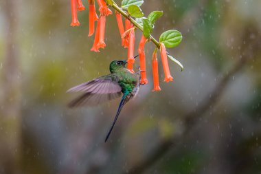 Sinekkuşu (Trochilidae) Uçan taşlar