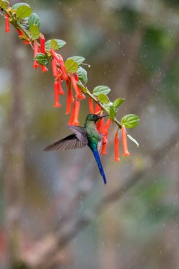 Sinekkuşu (Trochilidae) Uçan taşlar