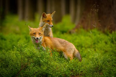 Kızıl tilki, Vulpes vulpes, genç tilki