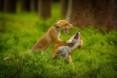 Kızıl tilki, Vulpes vulpes, genç tilki