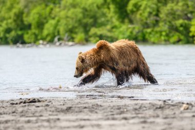 Topraklara hükmeden Kamçatka 'nın kahverengi ayıları (Ursus arctos beringianus)