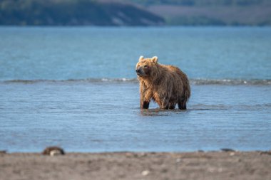 Topraklara hükmeden Kamçatka 'nın kahverengi ayıları (Ursus arctos beringianus)