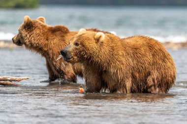 Topraklara hükmeden Kamçatka 'nın kahverengi ayıları (Ursus arctos beringianus)