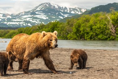 Topraklara hükmeden Kamçatka 'nın kahverengi ayıları (Ursus arctos beringianus)