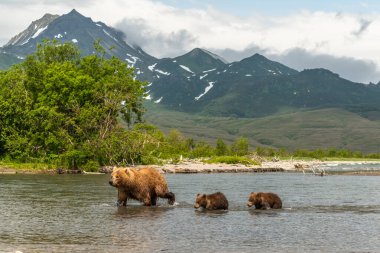 Topraklara hükmeden Kamçatka 'nın kahverengi ayıları (Ursus arctos beringianus)