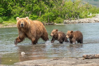 Topraklara hükmeden Kamçatka 'nın kahverengi ayıları (Ursus arctos beringianus)