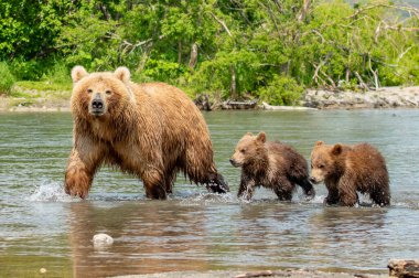 Topraklara hükmeden Kamçatka 'nın kahverengi ayıları (Ursus arctos beringianus)