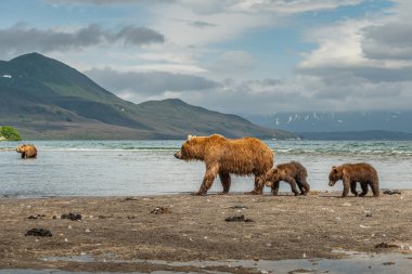 Topraklara hükmeden Kamçatka 'nın kahverengi ayıları (Ursus arctos beringianus)