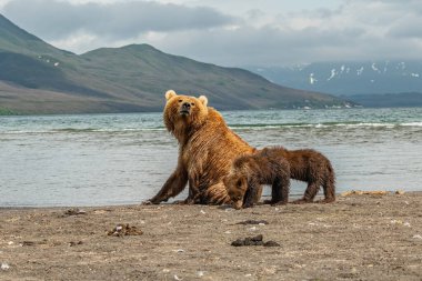 Topraklara hükmeden Kamçatka 'nın kahverengi ayıları (Ursus arctos beringianus)