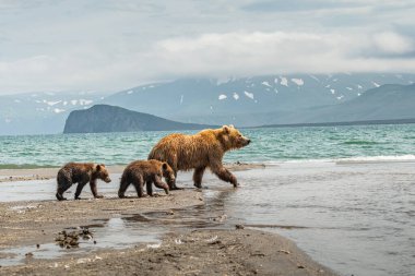 Topraklara hükmeden Kamçatka 'nın kahverengi ayıları (Ursus arctos beringianus)
