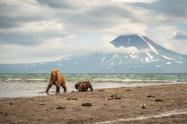 Topraklara hükmeden Kamçatka 'nın kahverengi ayıları (Ursus arctos beringianus)