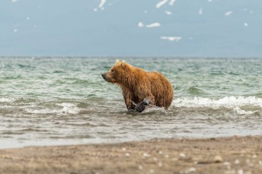 Topraklara hükmeden Kamçatka 'nın kahverengi ayıları (Ursus arctos beringianus)