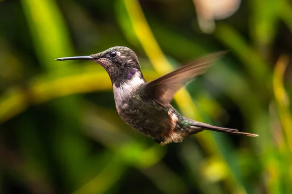 Burung Kolibri Hijau Dan Biru Berkilau Violetear Terbang Samping Bunga — Stok Foto